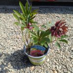 Čemerica východná (Helleborus orientalis) ´ELLE RED´ - kont. C1L